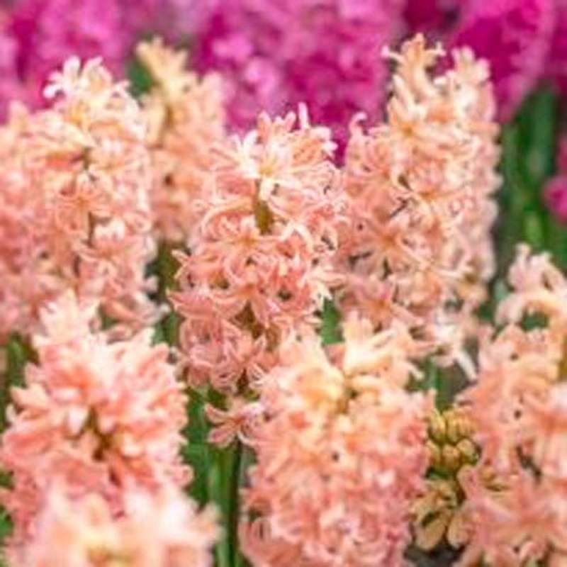 Hyacint 'Gipsy Queen'